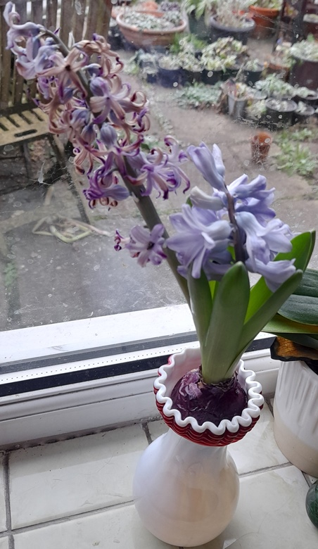 double-stemmed hyacinth