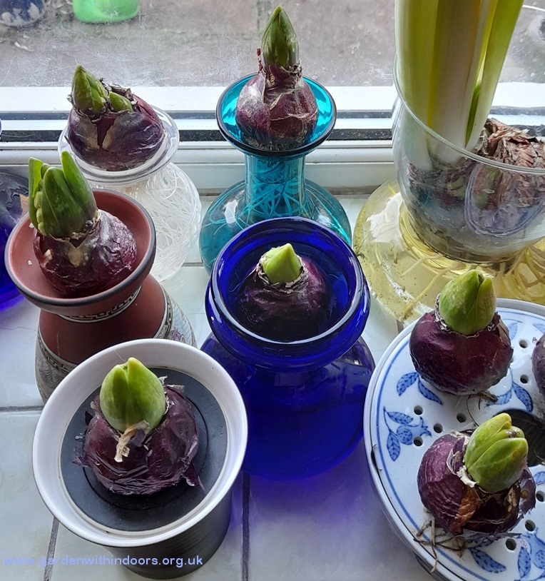 fat hyacinth buds