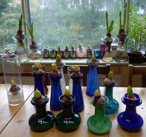 forced amaryllis and hyacinth
