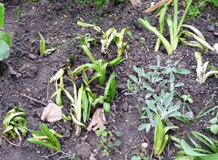 forced hyacinths planted out