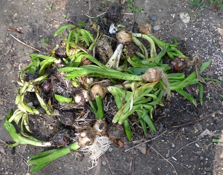 forced hyacinths to plant out