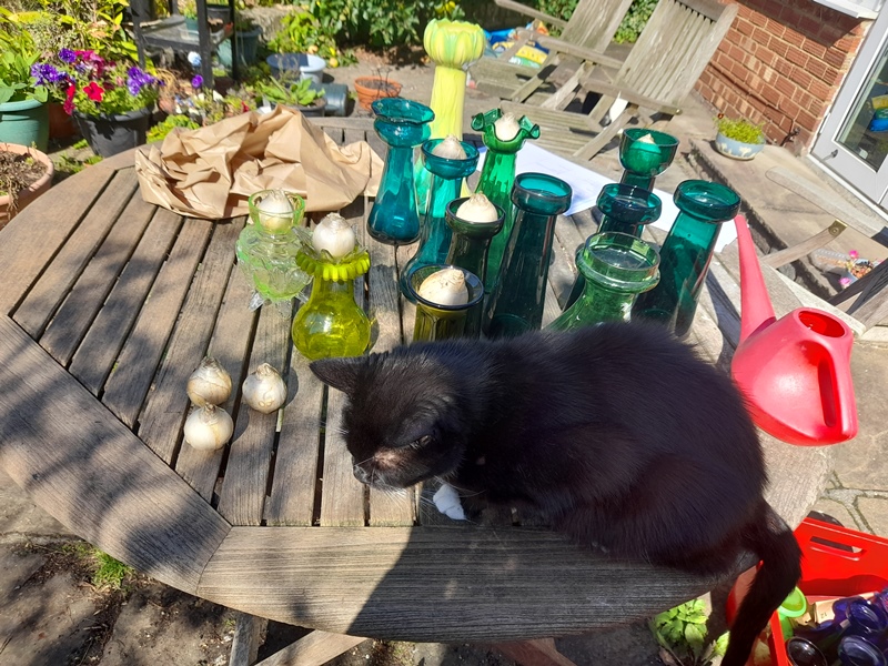 forcing hyacinth bulbs