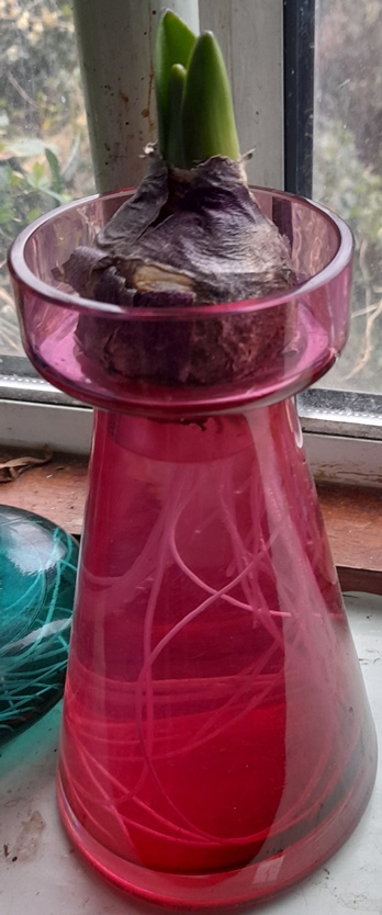 glassroots hyacinth vase