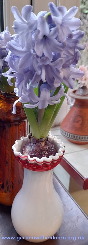 forced hyacinth vase Christmas