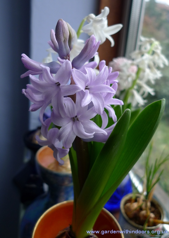 hyacinth