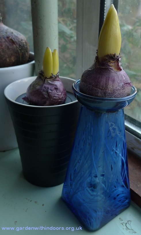 hyacinth