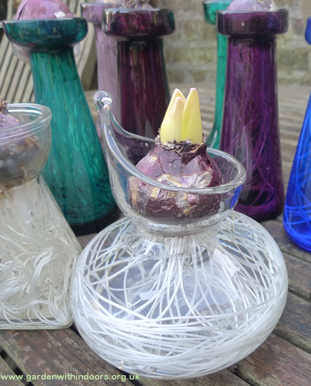 broste copenhagen vase with forced hyacinth vase