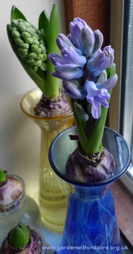 forced hyacinth in hyacinth vases