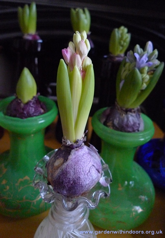 forced hyacinth buds