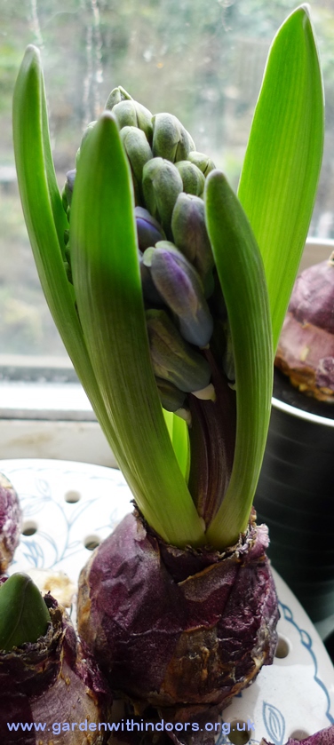 forced hyacinth buds