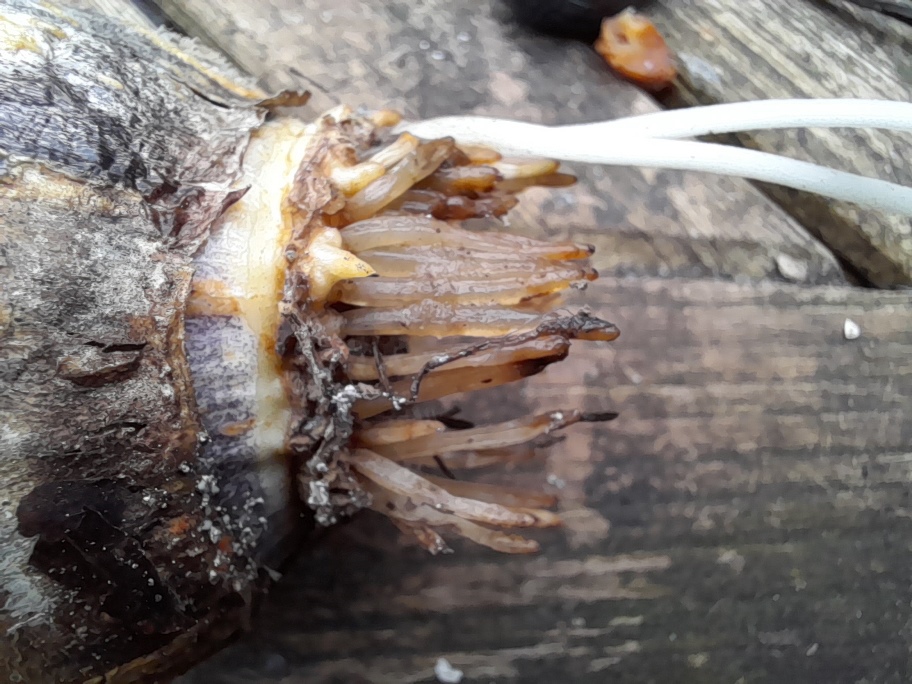 hyacinth bulb roots