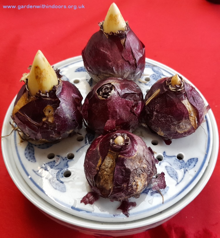 hyacinth bulb bowl