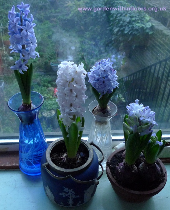 forced hyacinths