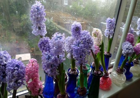 forced hyacinth bulbs