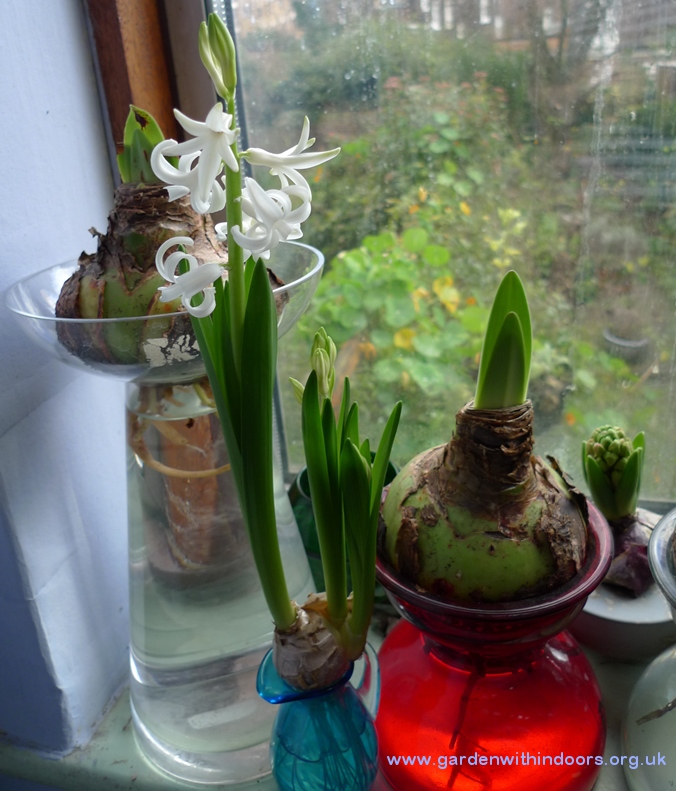 forced hyacinth