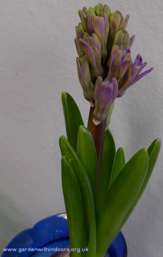 pacific ocean hyacinth