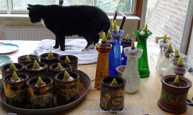 hyacinth vases