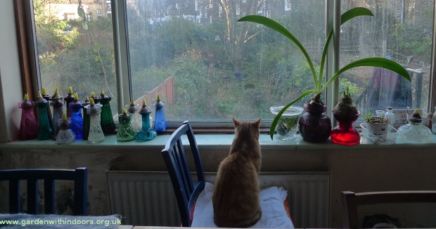 forced hyacinths in hyacinth vases