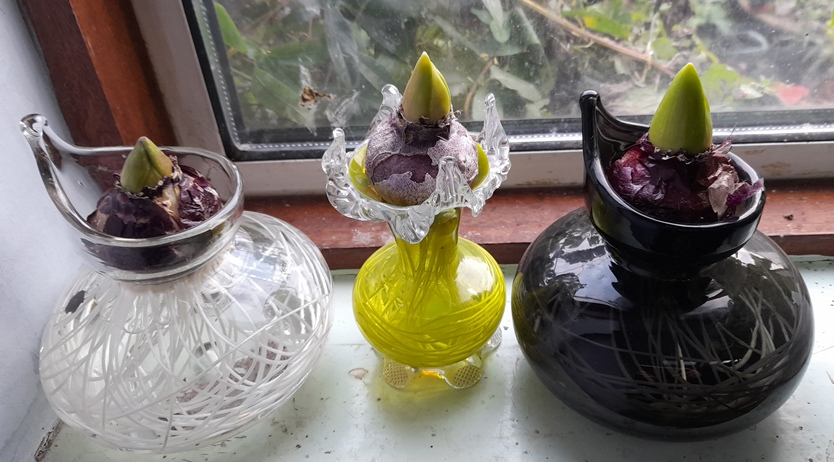 forced hyacinths in vases out of the dark for Christmas