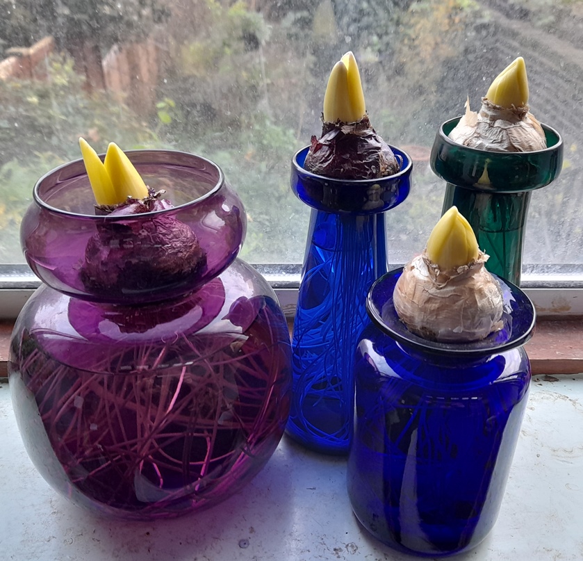 forced hyacinths in vases out of the dark for Christmas