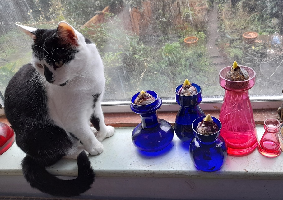 forced hyacinths in hyacinth vases