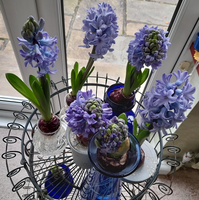 hyacinth vases