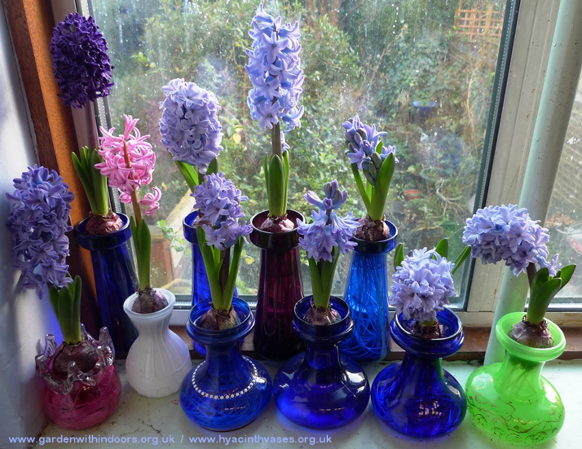 forced hyacinths in hyacinth vases