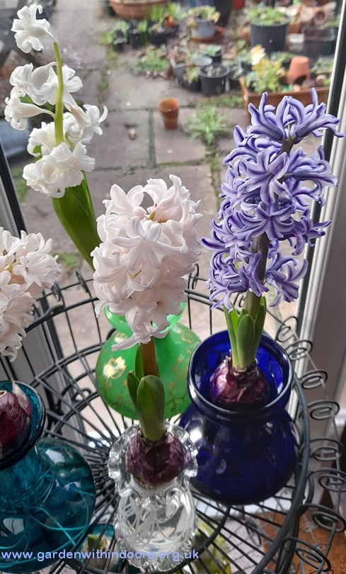 forced hyacinths hyacinth vase