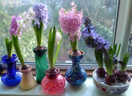 hyacinths end of December
