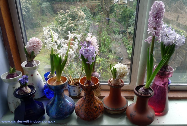 forced hyacinths in hyacinth vases