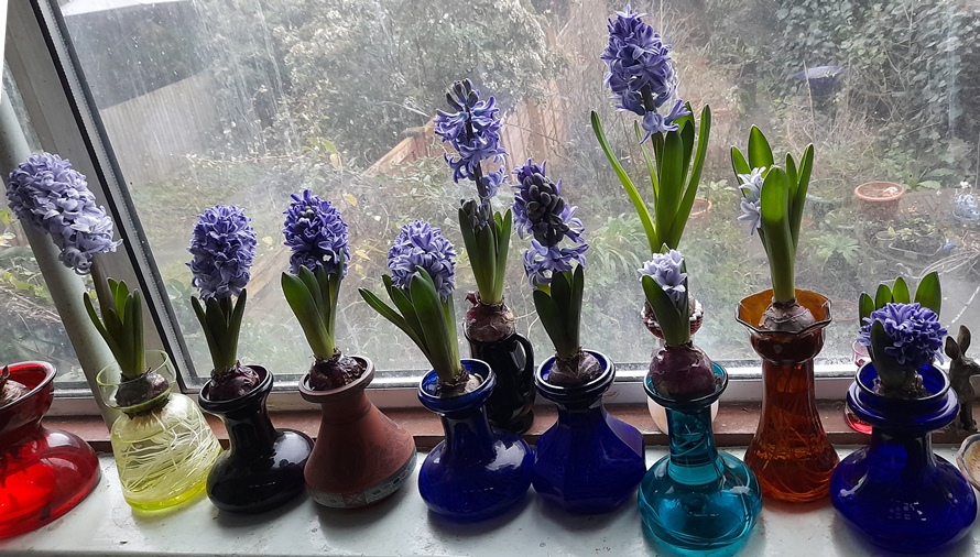 forced hyacinths in hyacinth vases