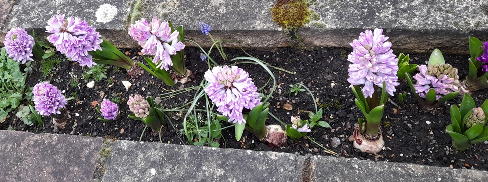 hyacinths