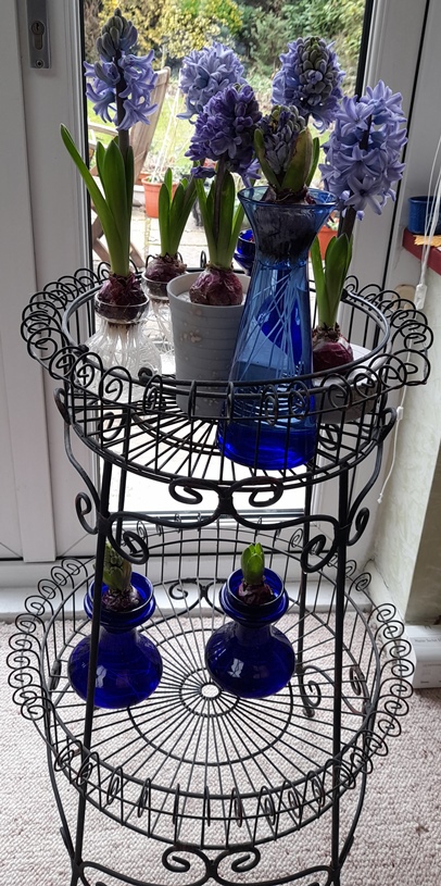 hyacinth vases