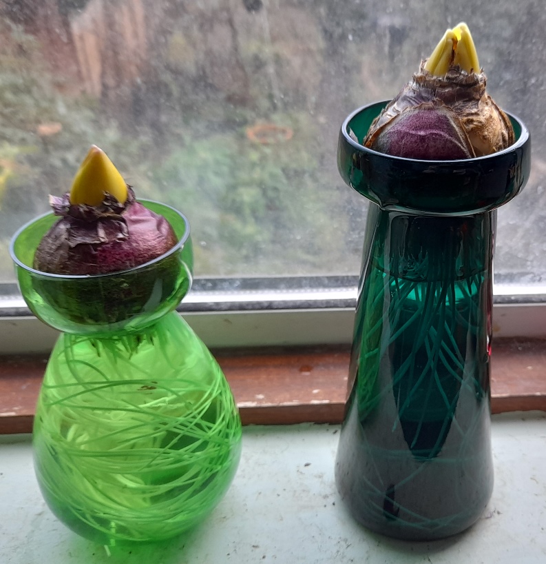 forced hyacinths in hyacinth vases