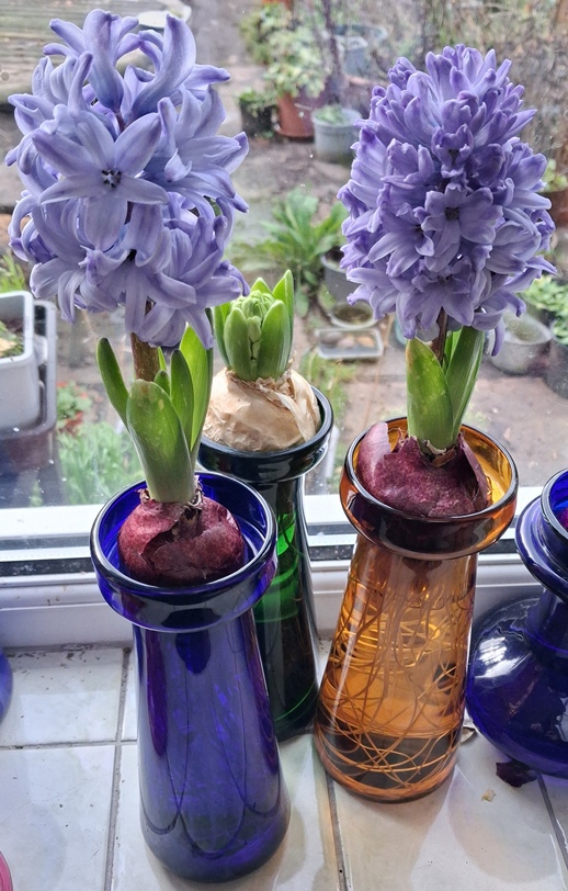 delft blue forced hyacinths
