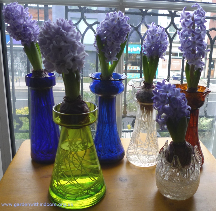 hyacinth vases