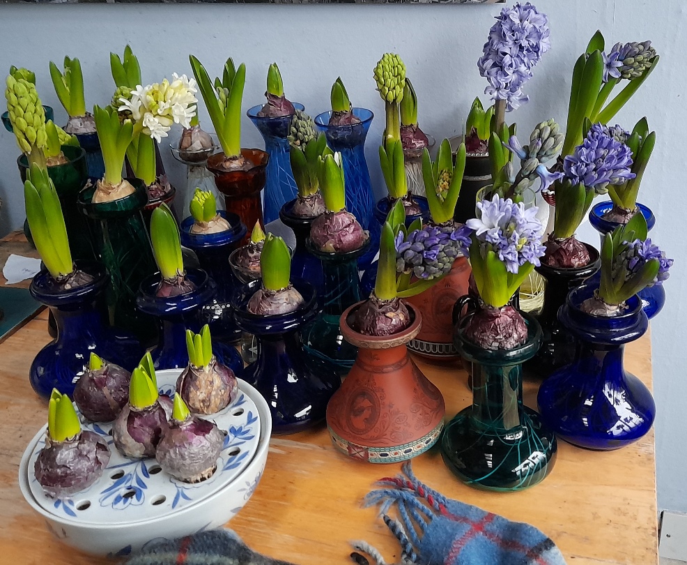 hyacinths in bloom in hyacinth vases