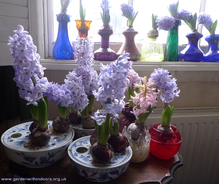 forced hyacinths in bulb bowls