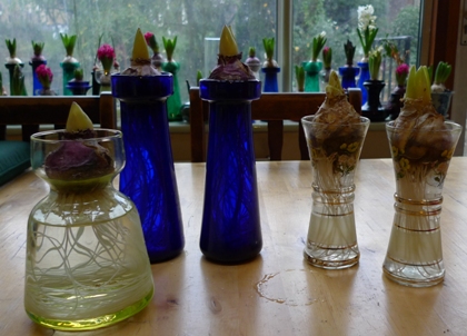 hyacinths out of the cellar