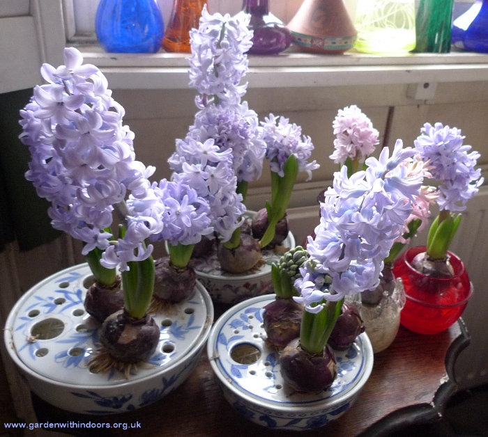 forced hyacinths in bulb bowls