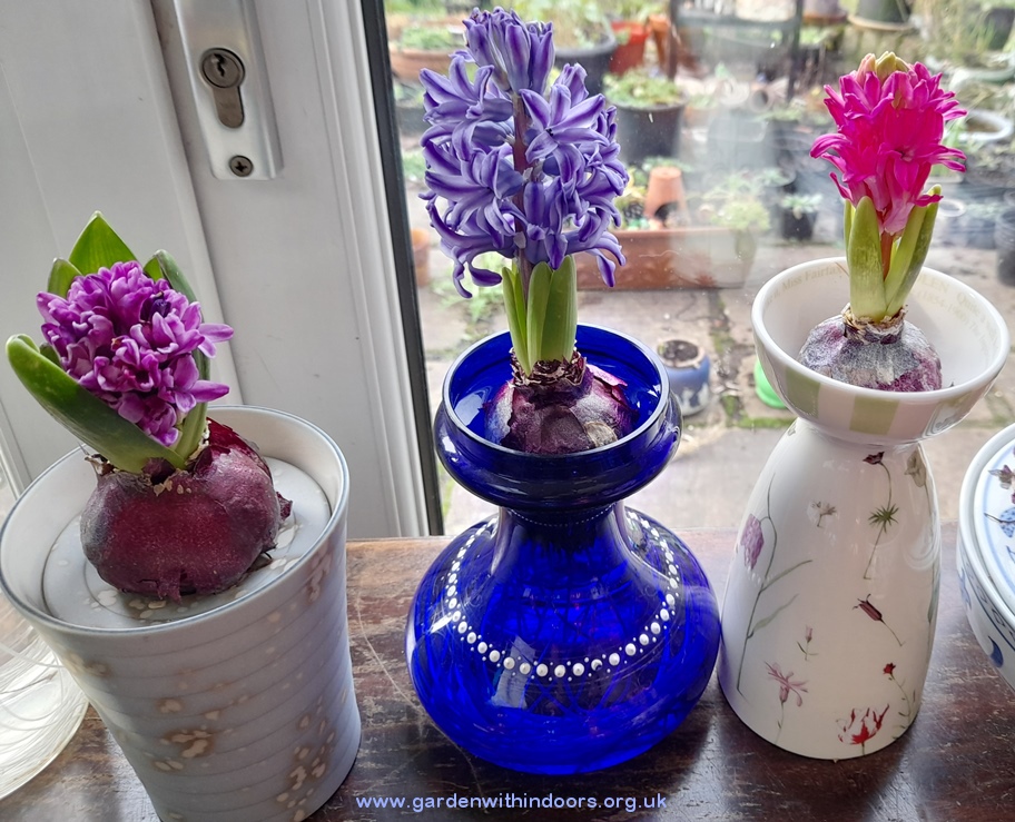 forced hyacinths vases