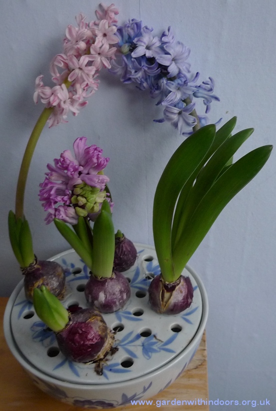 forced hyacinths in bulb bowl