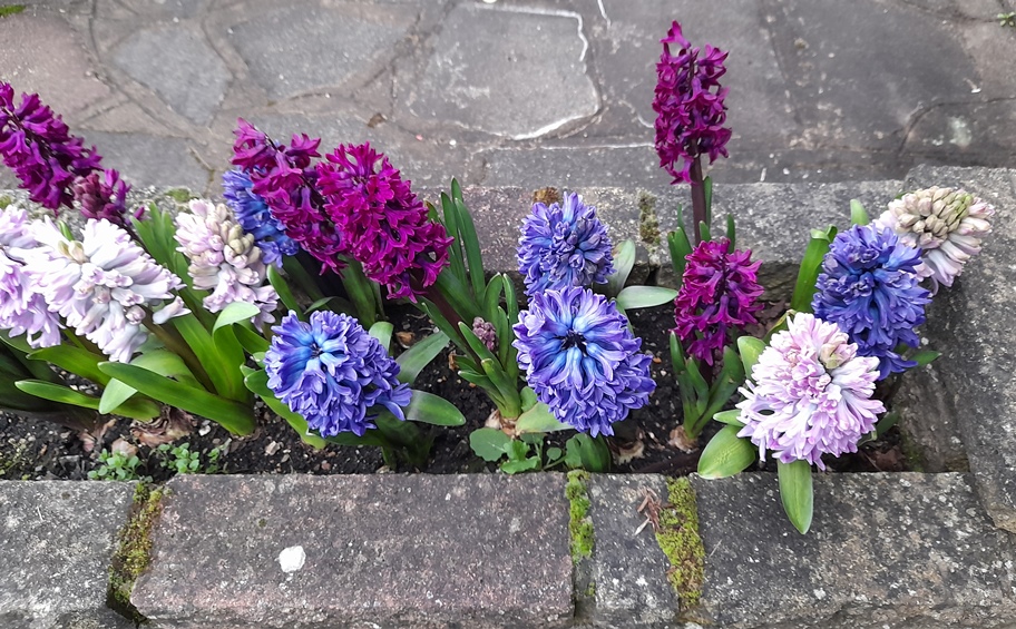 hyacinths