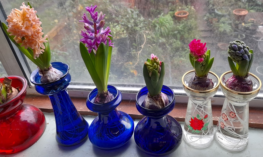 forced hyacinths in hyacinth vases