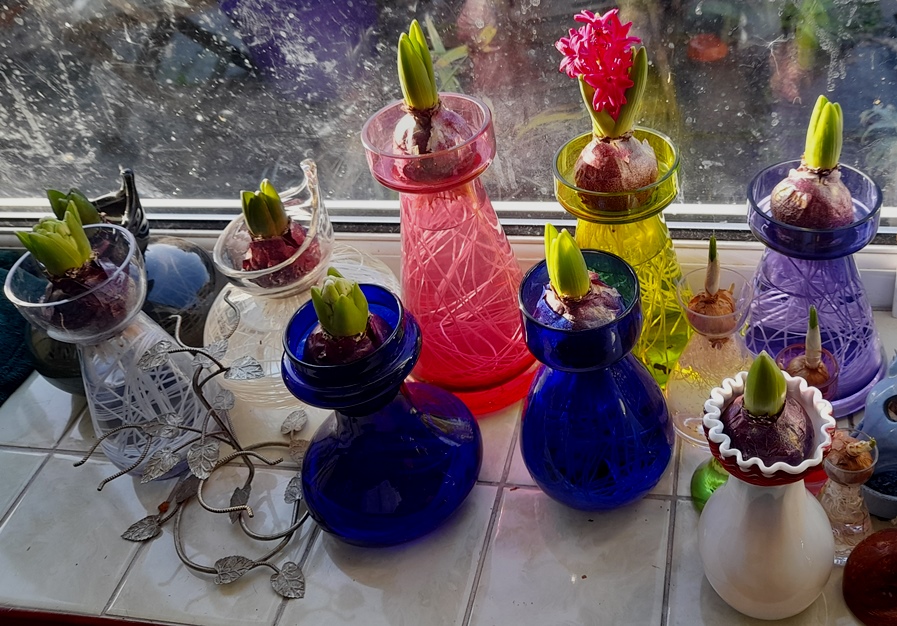 hyacinth vases