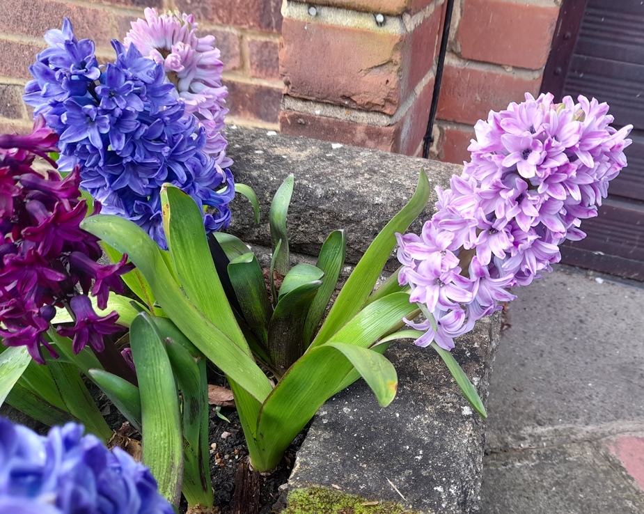 hyacinths