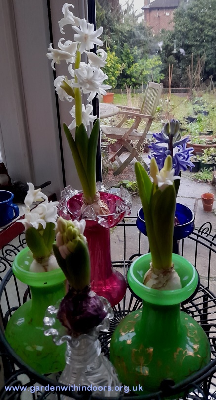 forced hyacinths