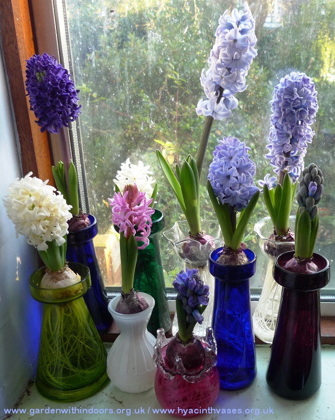 forced hyacinths in hyacinth vases