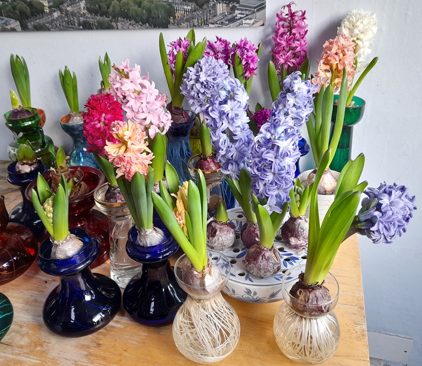 hyacinth vases