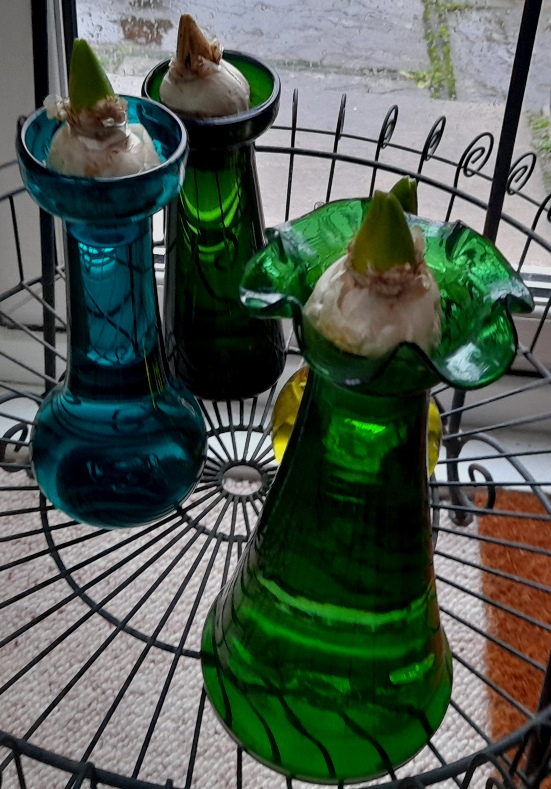 hyacinth vases forced hyacinths